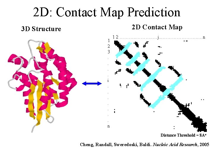 2 D: Contact Map Prediction 3 D Structure 2 D Contact Map 1 2