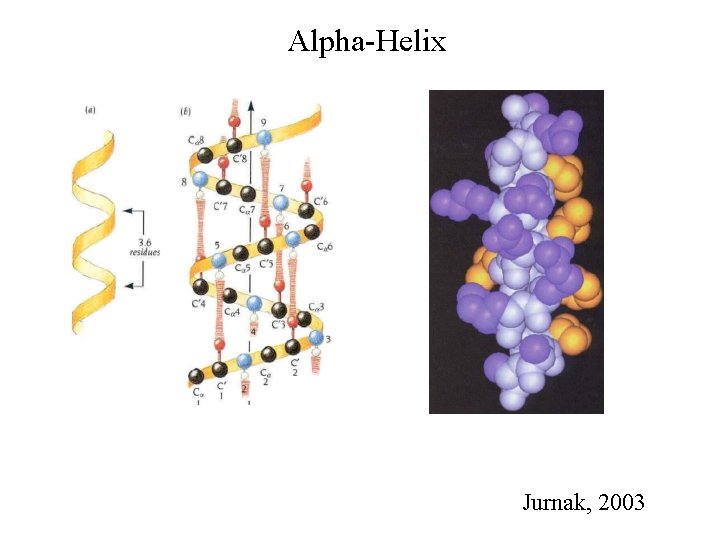 Alpha-Helix Jurnak, 2003 
