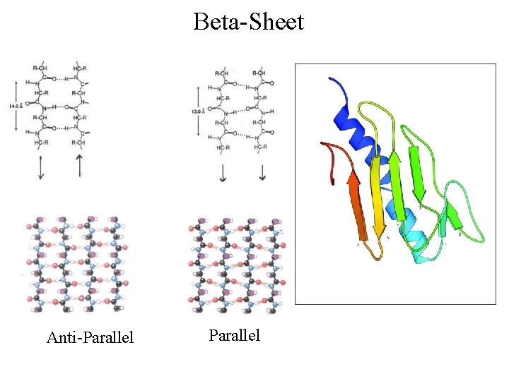 Beta-Sheet Anti-Parallel 