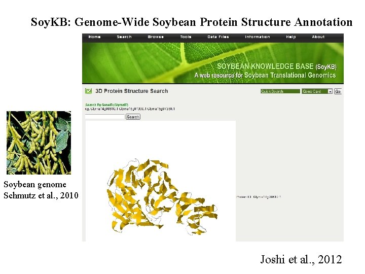 Soy. KB: Genome-Wide Soybean Protein Structure Annotation Soybean genome Schmutz et al. , 2010