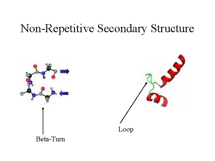 Non-Repetitive Secondary Structure Loop Beta-Turn 
