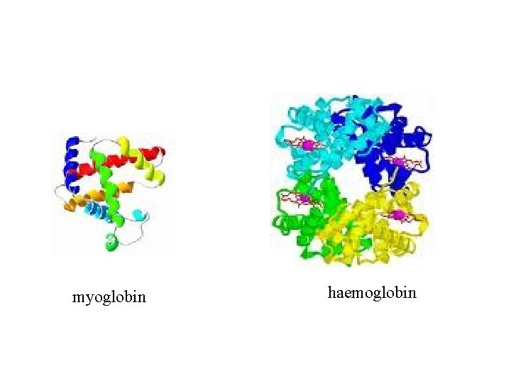 myoglobin haemoglobin 