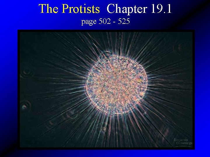 The Protists Chapter 19. 1 page 502 - 525 