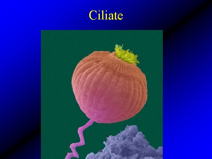 Ciliate 