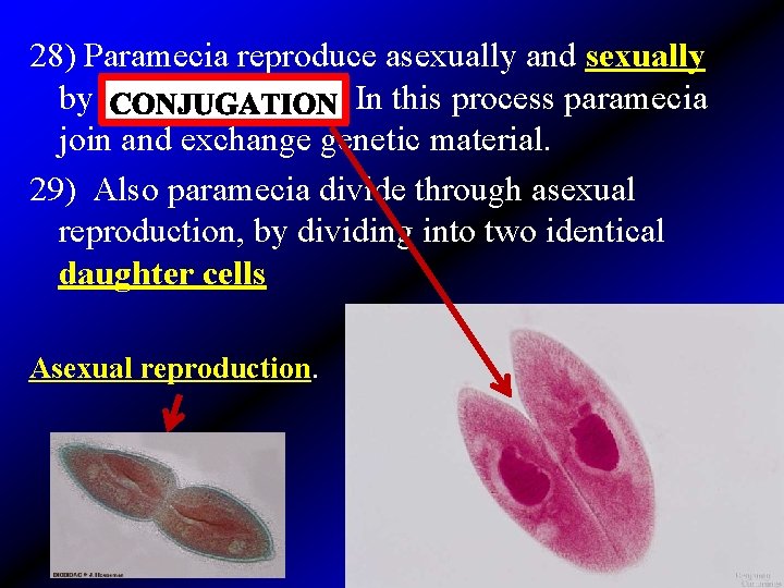 28) Paramecia reproduce asexually and sexually by _______. In this process paramecia join and