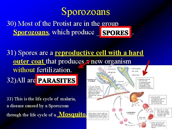 Sporozoans 30) Most of the Protist are in the group Sporozoans, which produce _____.