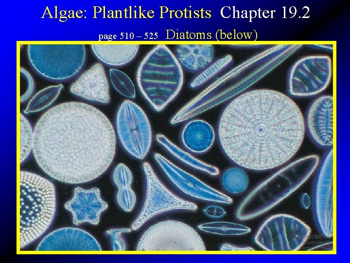 Algae: Plantlike Protists Chapter 19. 2 page 510 – 525 Diatoms (below) 