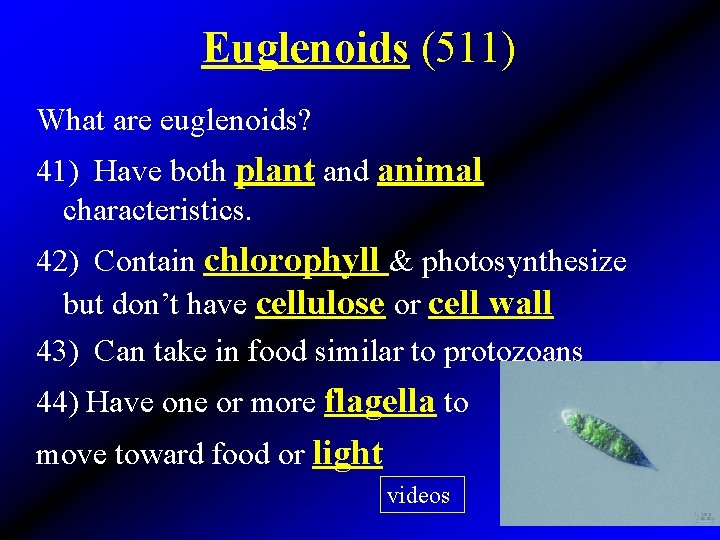 Euglenoids (511) What are euglenoids? 41) Have both plant and animal characteristics. 42) Contain