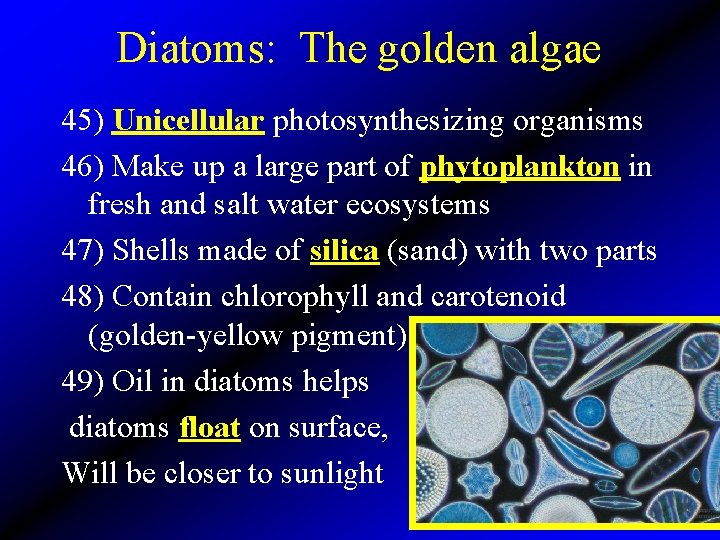 Diatoms: The golden algae 45) Unicellular photosynthesizing organisms 46) Make up a large part
