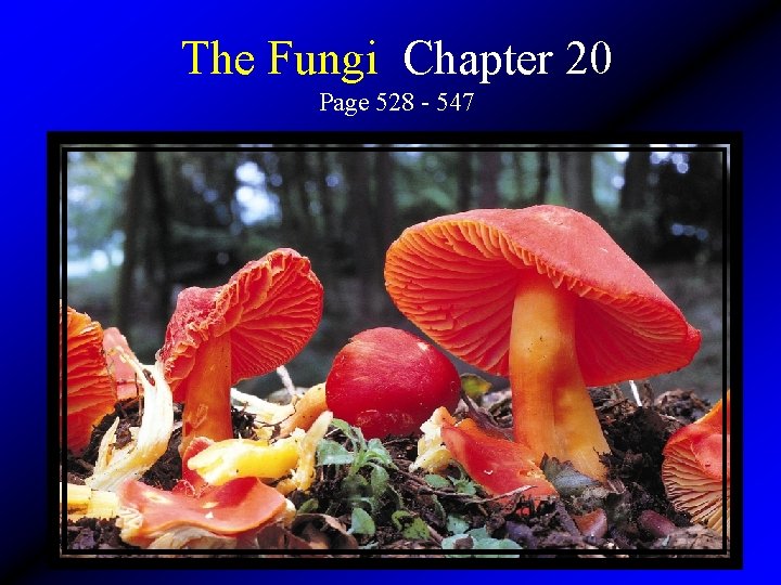 The Fungi Chapter 20 Page 528 - 547 