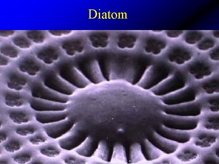 Diatom 