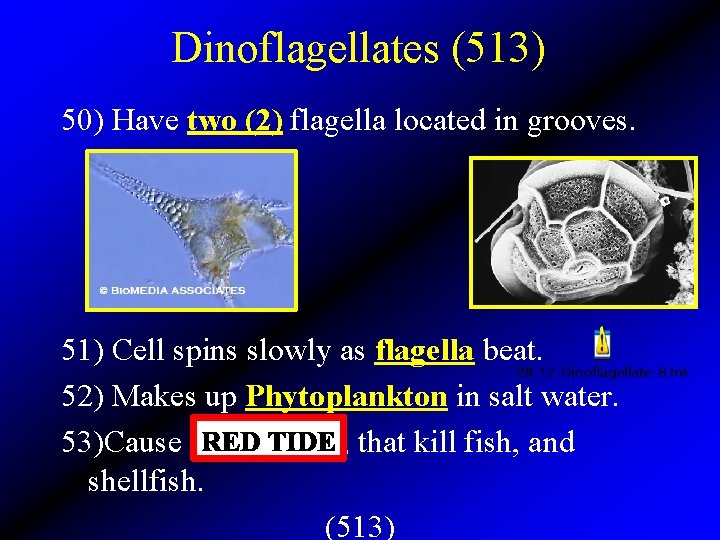 Dinoflagellates (513) 50) Have two (2) flagella located in grooves. 51) Cell spins slowly