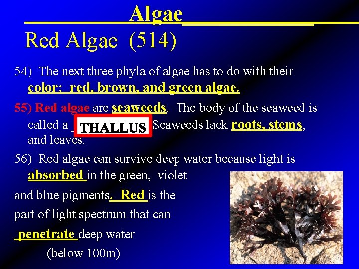 Algae______ Red Algae (514) 54) The next three phyla of algae has to do