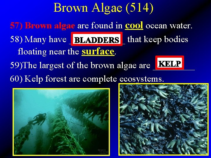 Brown Algae (514) 57) Brown algae are found in cool ocean water. 58) Many