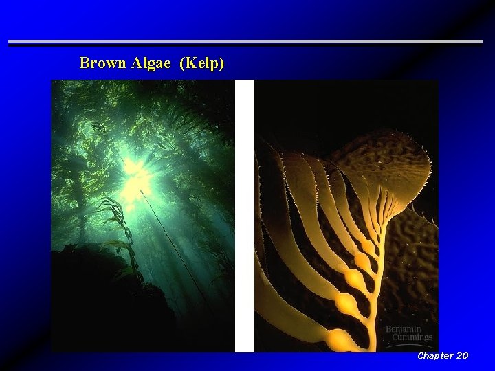 Brown Algae (Kelp) Chapter 20 