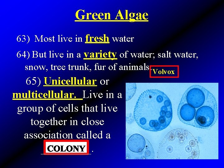 Green Algae 63) Most live in fresh water 64) But live in a variety