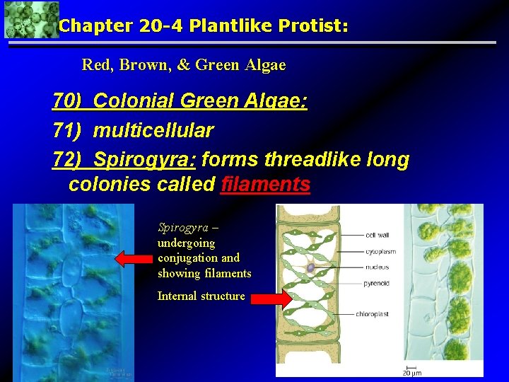 Chapter 20 -4 Plantlike Protist: Red, Brown, & Green Algae 70) Colonial Green Algae: