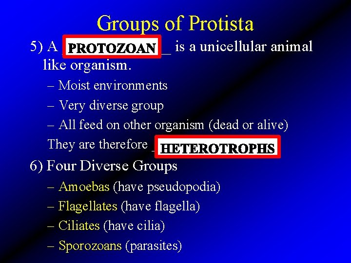 Groups of Protista 5) A _______ is a unicellular animal like organism. – Moist