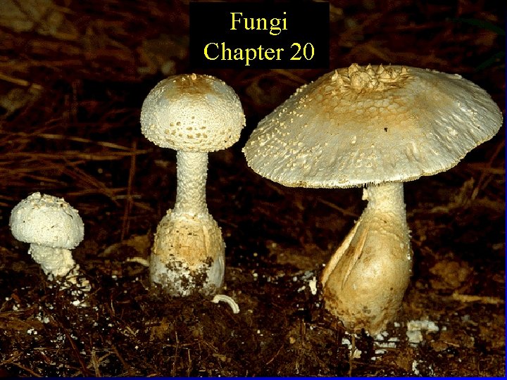 Fungi Chapter 20 