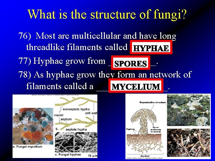 What is the structure of fungi? 76) Most are multicellular and have long threadlike