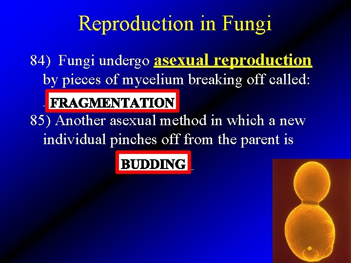 Reproduction in Fungi 84) Fungi undergo asexual reproduction by pieces of mycelium breaking off