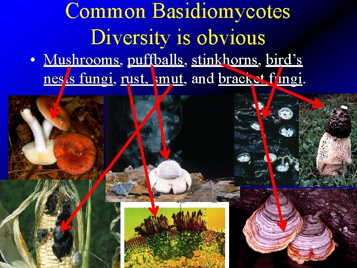Common Basidiomycotes Diversity is obvious • Mushrooms, puffballs, stinkhorns, bird’s nests fungi, rust, smut,