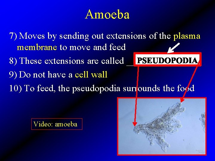 Amoeba 7) Moves by sending out extensions of the plasma membrane to move and