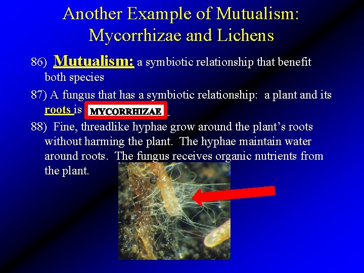 Another Example of Mutualism: Mycorrhizae and Lichens 86) Mutualism: a symbiotic relationship that benefit