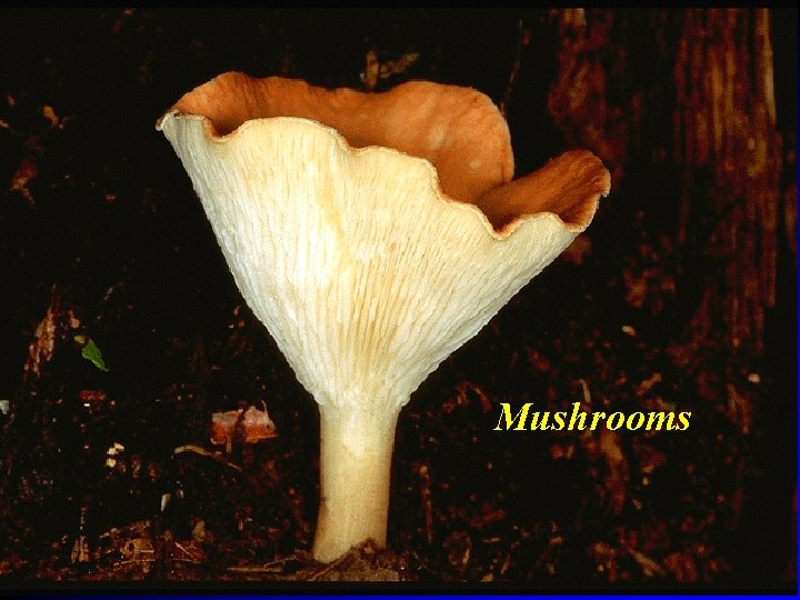 Chapter 21 – Fungi 21 – 2 Classification of Fungi q Mushrooms Chapter 21