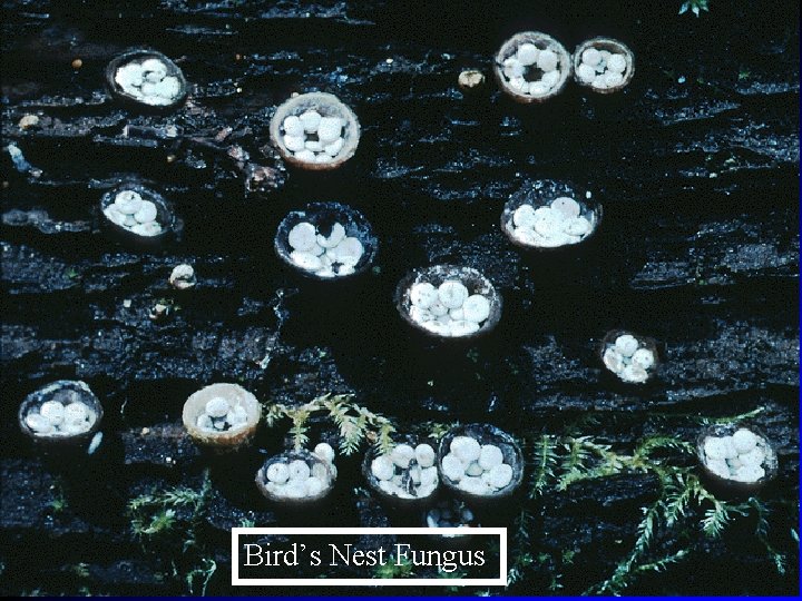 Bird’s Nest Fungus 