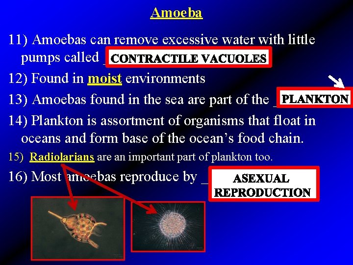 Amoeba 11) Amoebas can remove excessive water with little pumps called ______ 12) Found