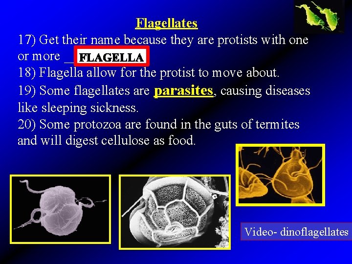 Flagellates 17) Get their name because they are protists with one or more ______.
