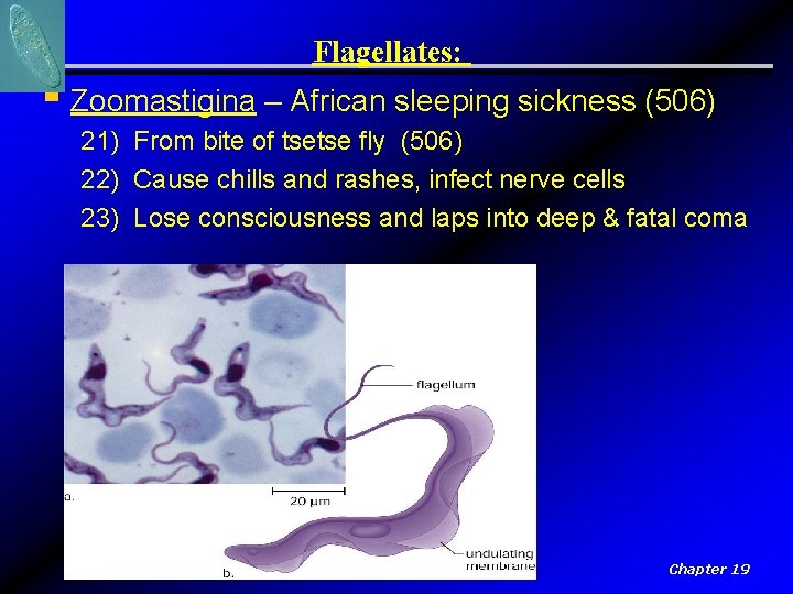 Flagellates: § Zoomastigina – African sleeping sickness (506) 21) From bite of tsetse fly