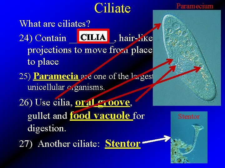 Ciliate Paramecium What are ciliates? 24) Contain _____, hair-like projections to move from place