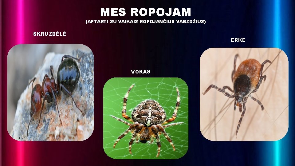 MES ROPOJAM (APTARTI SU VAIKAIS ROPOJANČIUS VABZDŽIUS) SKRUZDĖLĖ ERKĖ VORAS 