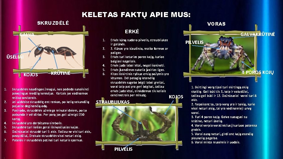 KELETAS FAKTŲ APIE MUS: SKRUZDĖLĖ ERKĖ GALVA 1. 2. ŪSELIAI 3. KOJOS 1. 2.