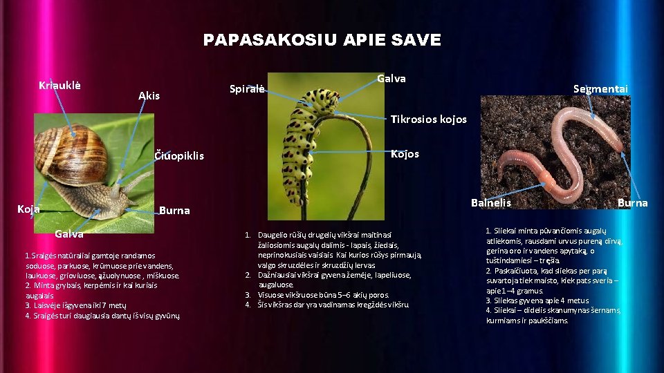 PAPASAKOSIU APIE SAVE Kriauklė Akis Spiralė Galva Segmentai Tikrosios kojos Čiuopiklis Koja Kojos Balnelis