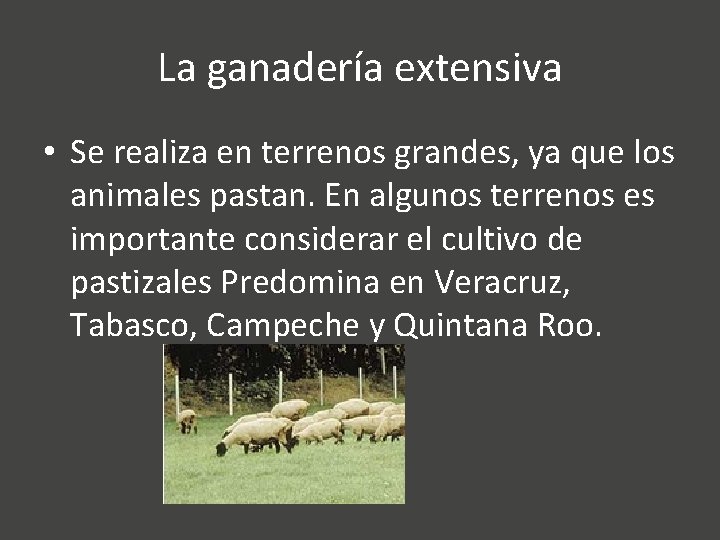 La ganadería extensiva • Se realiza en terrenos grandes, ya que los animales pastan.