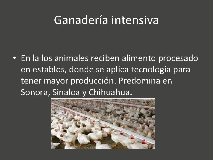 Ganadería intensiva • En la los animales reciben alimento procesado en establos, donde se