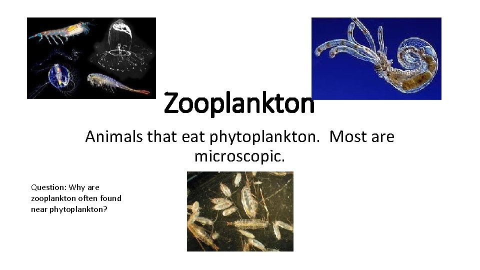 Zooplankton Animals that eat phytoplankton. Most are microscopic. Question: Why are zooplankton often found