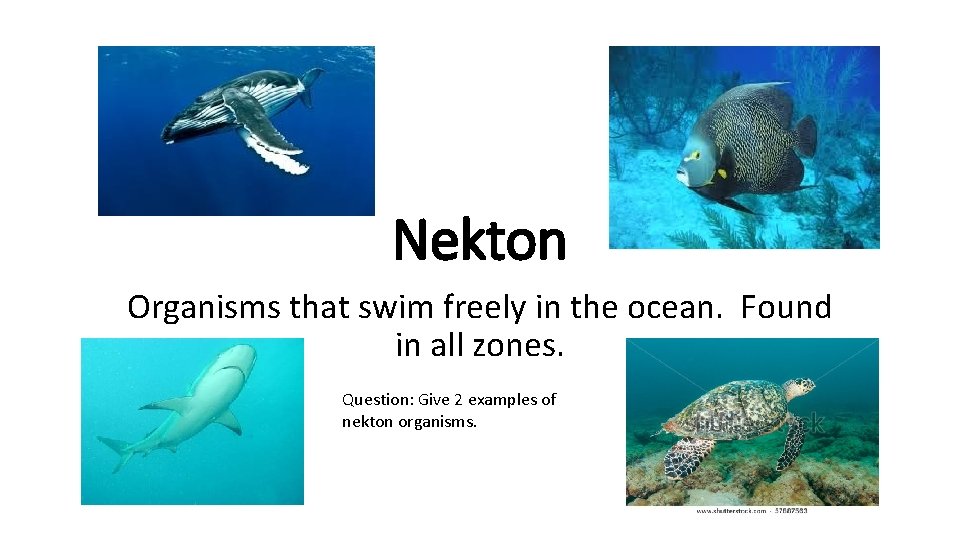 Nekton Organisms that swim freely in the ocean. Found in all zones. Question: Give