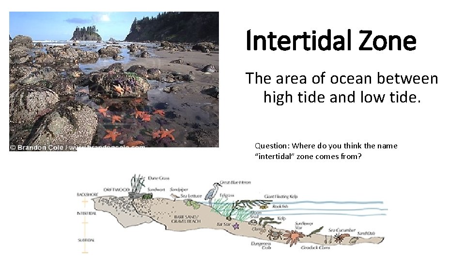 Intertidal Zone The area of ocean between high tide and low tide. Question: Where