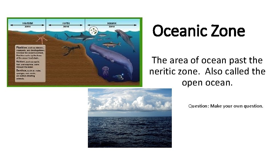 Oceanic Zone The area of ocean past the neritic zone. Also called the open