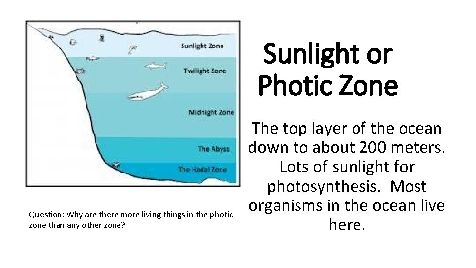 Sunlight or Photic Zone Question: Why are there more living things in the photic