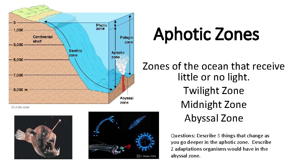 Aphotic Zones of the ocean that receive little or no light. Twilight Zone Midnight