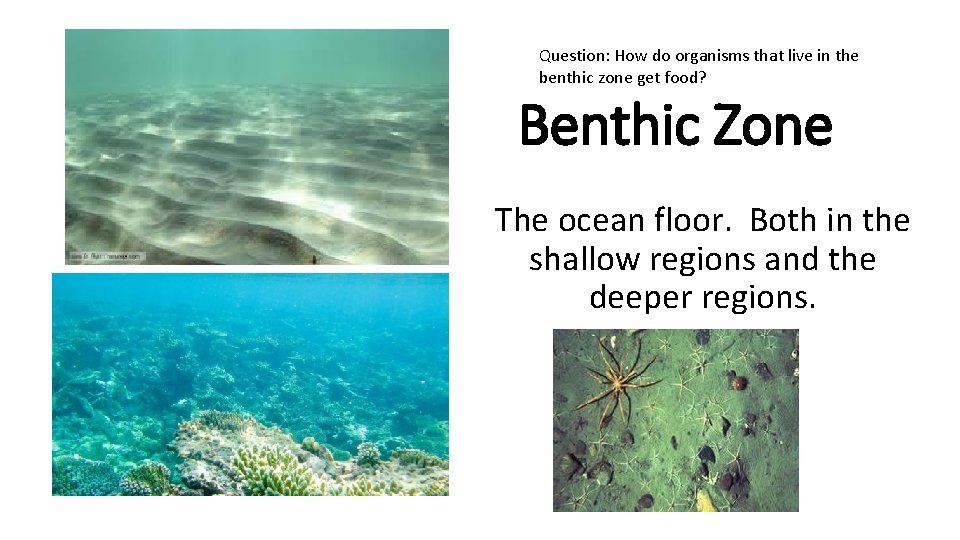 Question: How do organisms that live in the benthic zone get food? Benthic Zone