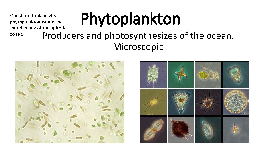 Question: Explain why phytoplankton cannot be found in any of the aphotic zones. Phytoplankton