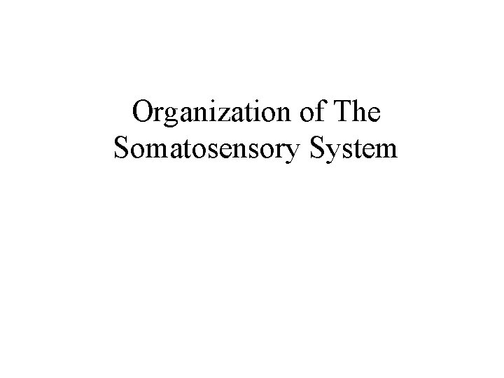 Organization of The Somatosensory System 