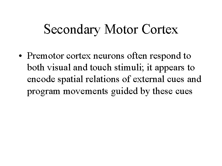 Secondary Motor Cortex • Premotor cortex neurons often respond to both visual and touch