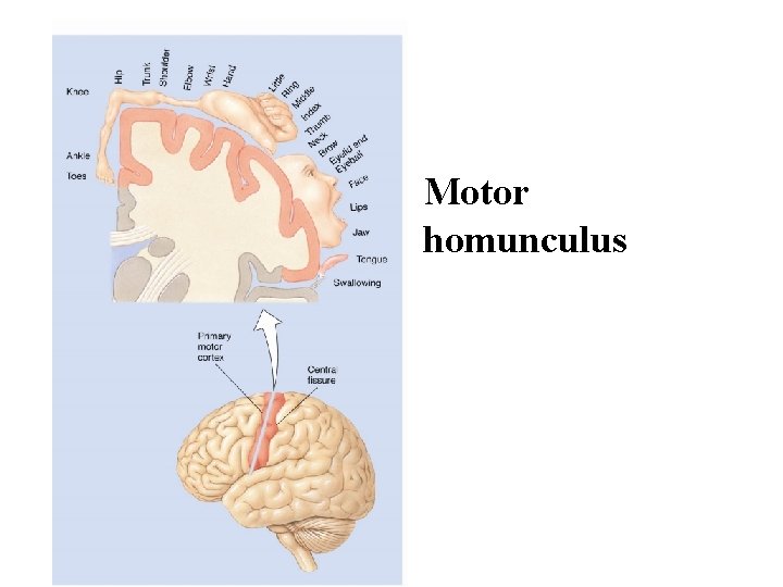 Motor homunculus 